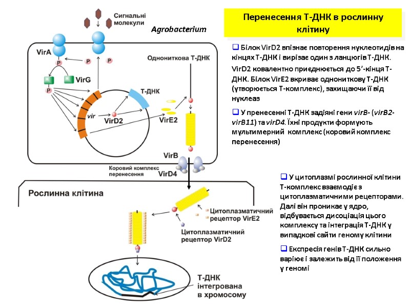 Перенесення Т-ДНК в рослинну клітину Agrobacterium  Білок VirD2 впізнає повторення нуклеотидів на кінцях